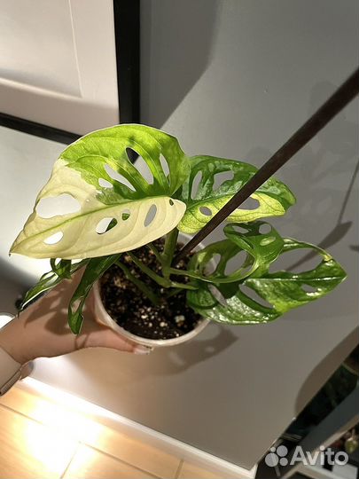 Монстера адансона вариегатная