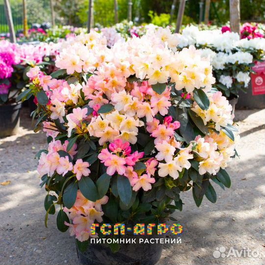 Рододендрон