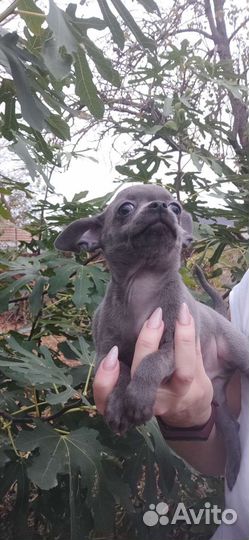 Щенки чихуахуа