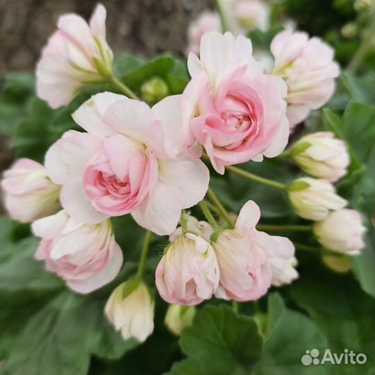 Пеларгонии сортовые