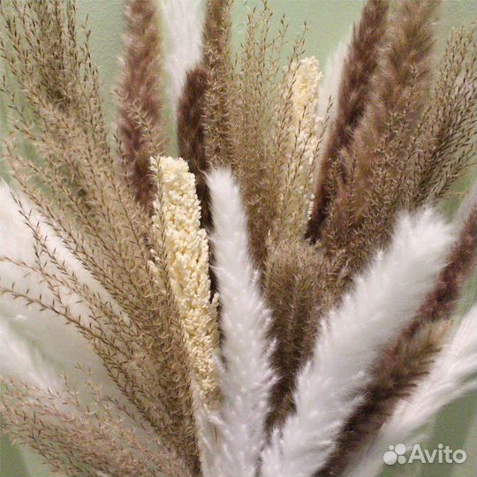 Сухоцветы опт Лагурус