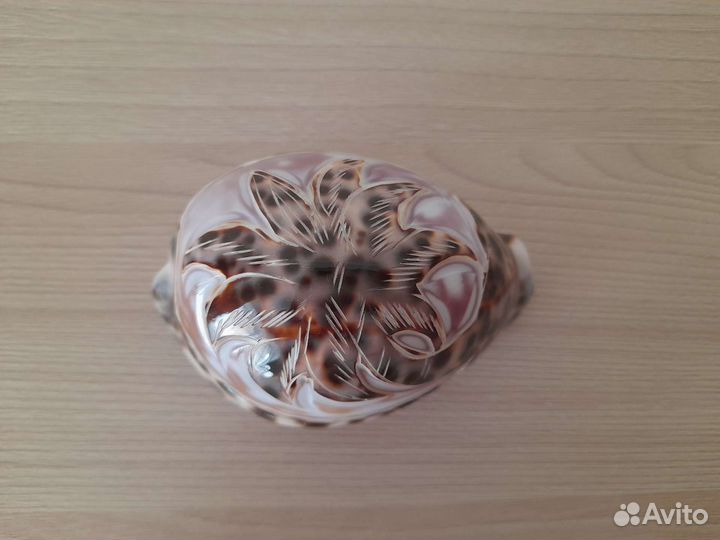 Ракушка раковина морская сувенир подарок