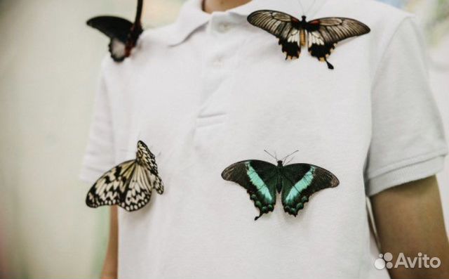 Билет в парк живых бабочек Казань