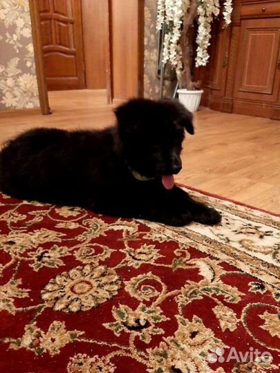 Элитные черные немцы