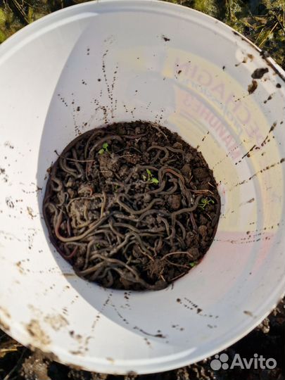 Зелёные черви