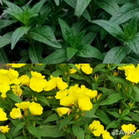 Цветы для сада и дома