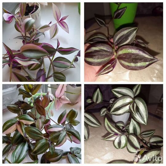 Традесканция 1