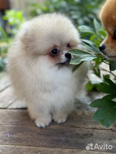 Померанский шпиц