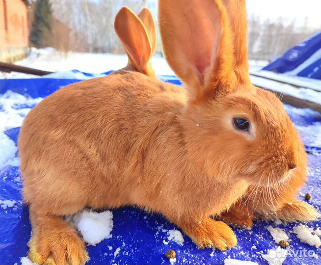 Кролик нзк
