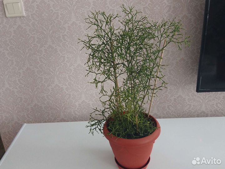 Комнатные цветы