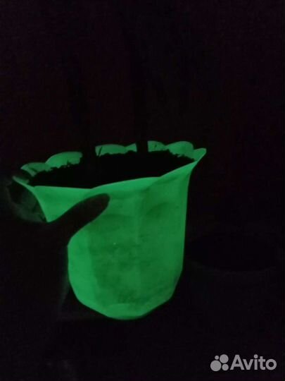 Аглаонема сильвер, цветы