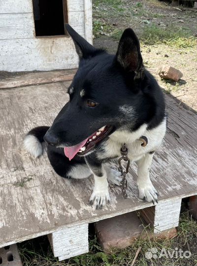 Восточноевропейская овчарка