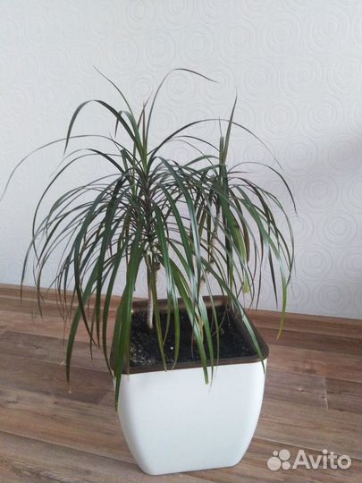 Комнатные цветы драцена