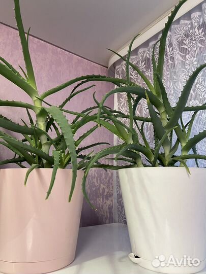 Алоэ лечебный