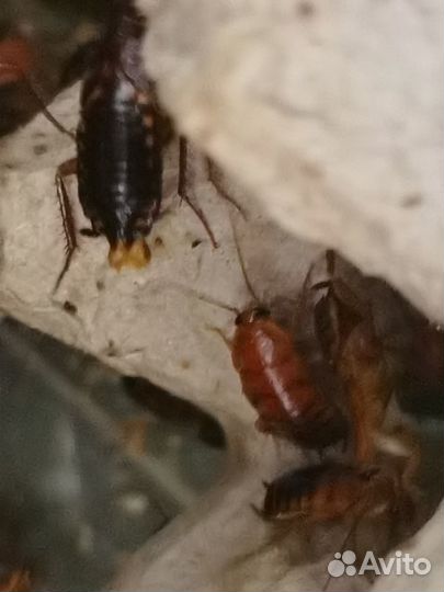 Туркменский таракан (живой). Кормовые насекомые