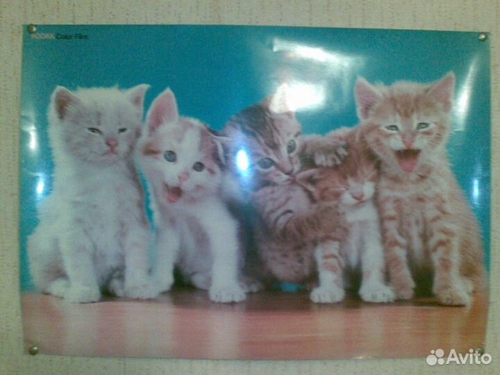 Постер с котятами