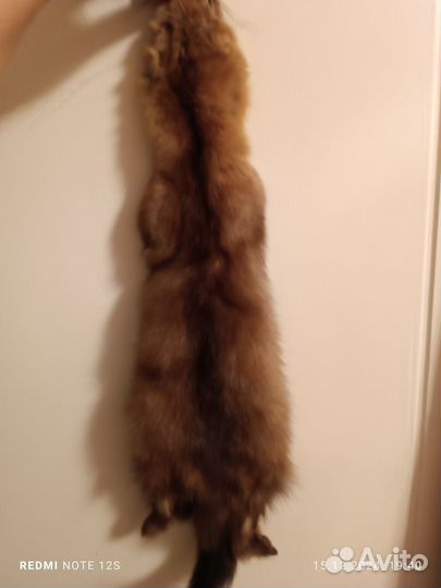 Шкурка соболя выделанная