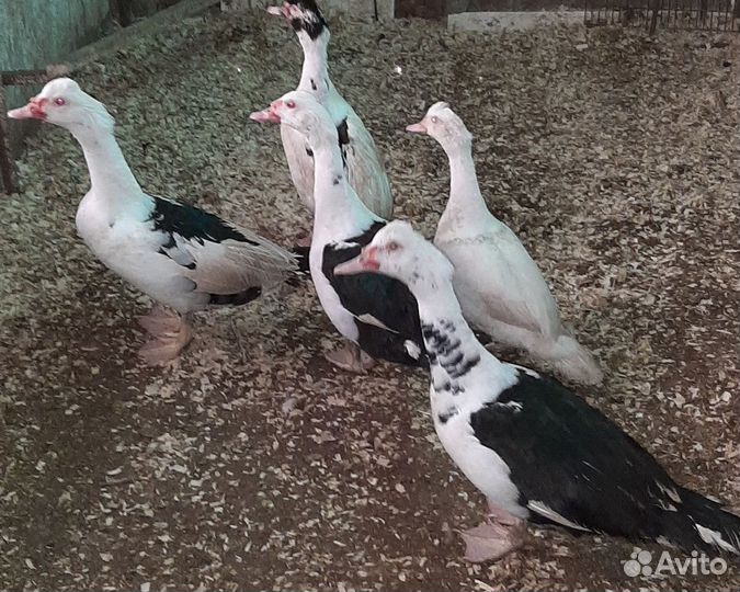 Мускусные утки