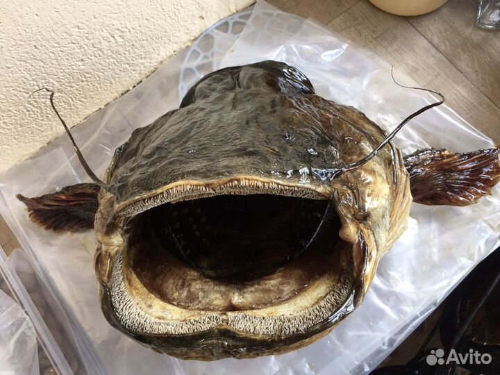 Чучело из голов рыб