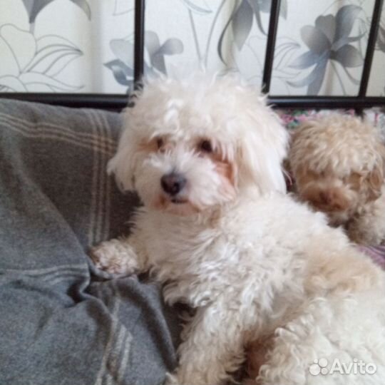 Шикарный парень