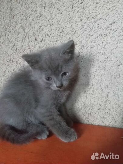 Котенок мальчик в хорошие руки