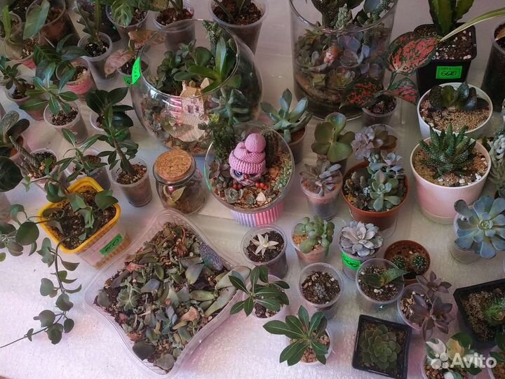 Излишки сортовых растений для коллекции