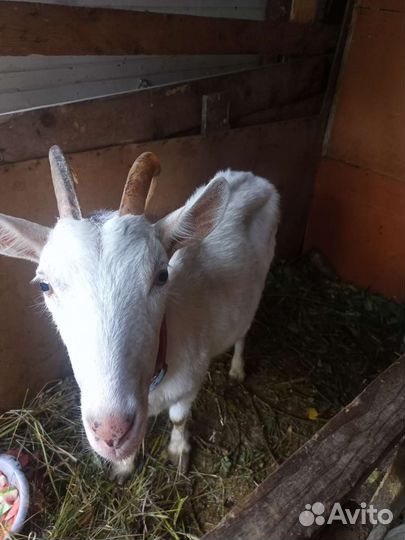 Коза дойная