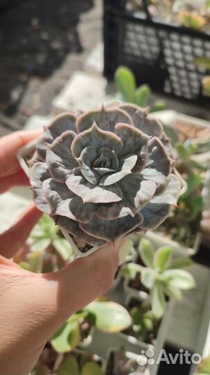 Суккуленты, эхеверии, эчеверии