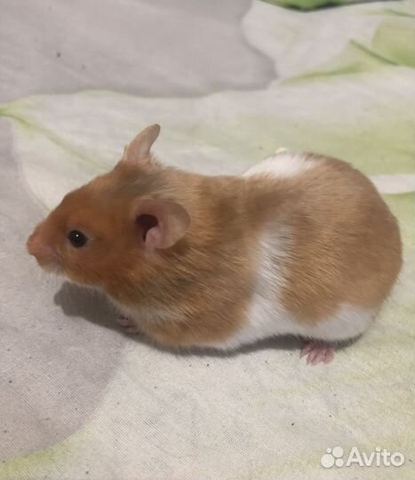 Сирийский хомяк малыш