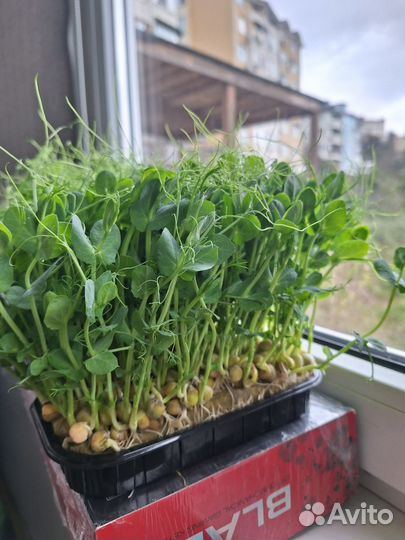 Микрозелень гороха