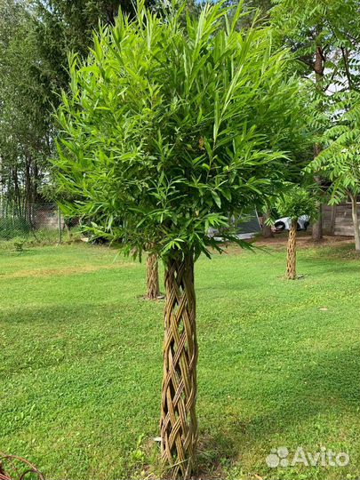 Плетеная ива/Русская пальма