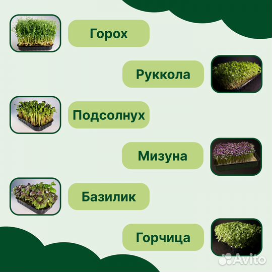 Набор для выращивания микрозелени