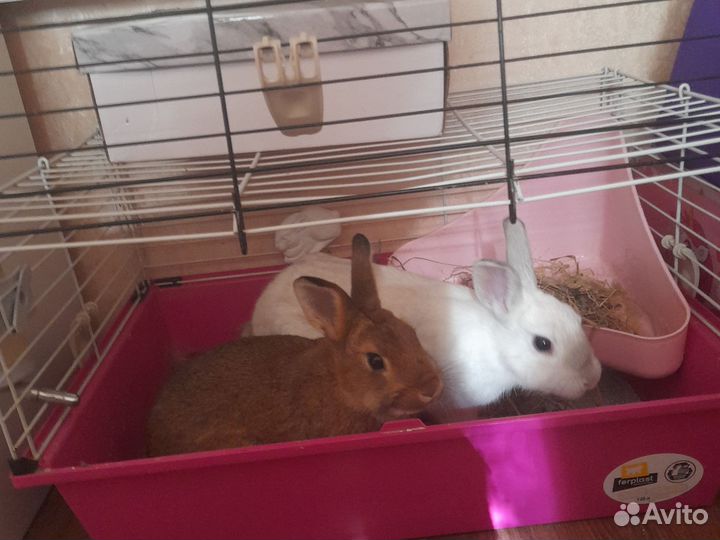 Декоративные кролики в добрые руки