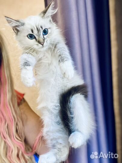 Невская маскарадная метис