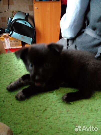 Маленькая собака в добрые руки