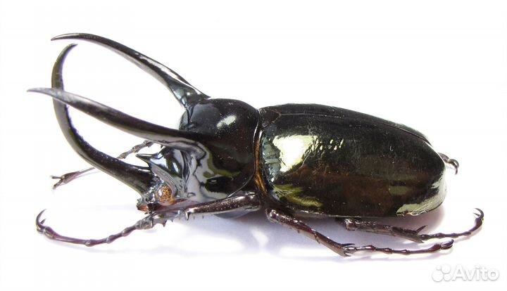 Жук Chalcosoma atlas atlas, Индонезия