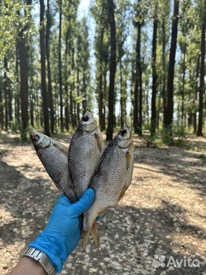 Вобла астраханская