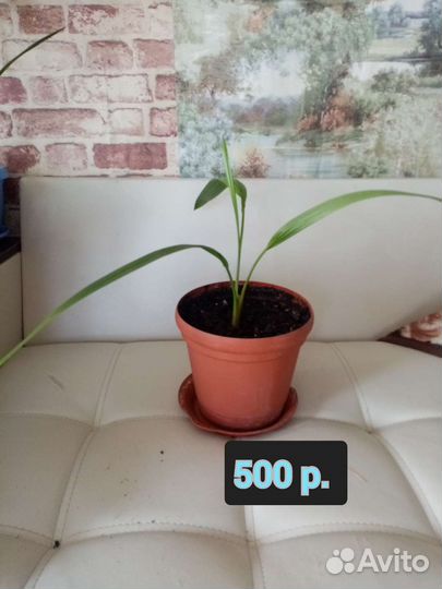 Цветы, молочай финиковая пальма аспарагус