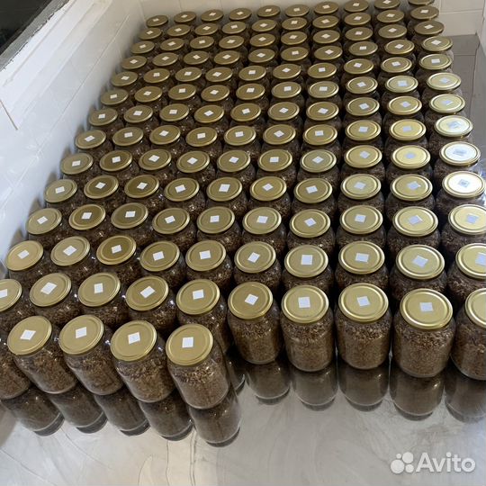 Мицелий кордицепса