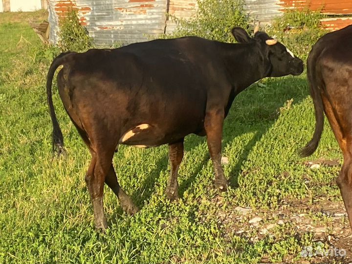 Продается крс