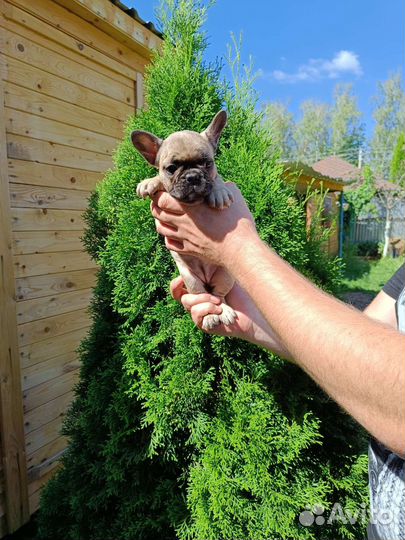 Французские бульдоги с документами