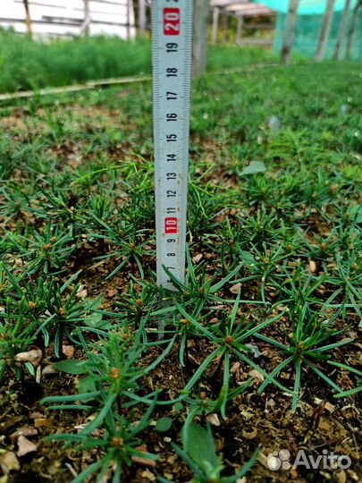 Пихта Нордмана от 50шт сеянцы