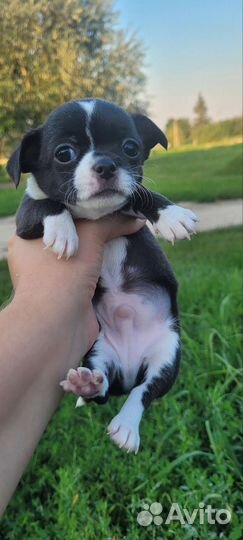 Щенки чихуахуа