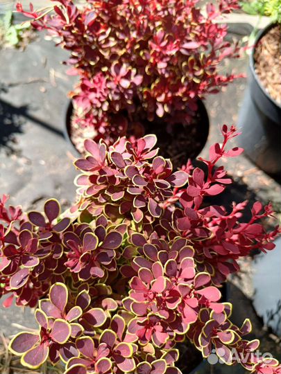 Барбарис тунберга Руби стар