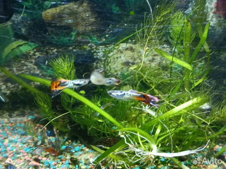 Аквариумные рыбки