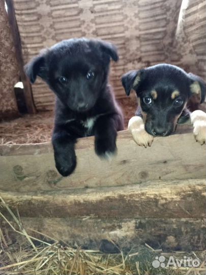 Щенята ищут добрые руки