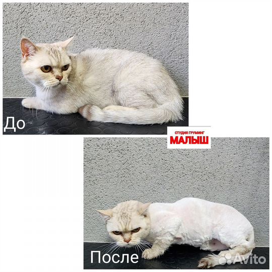 Костюм для собак