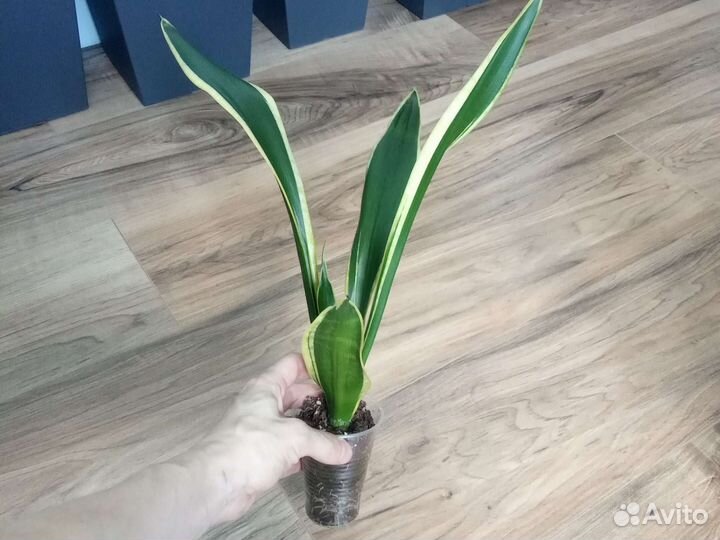 Сансевиерия Чёрные сорта
