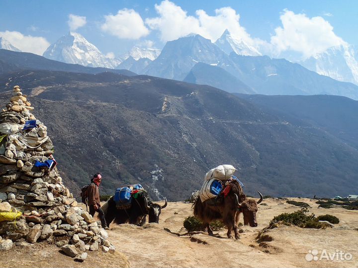 Авторский тур в Непал. Цветущие рододендроны