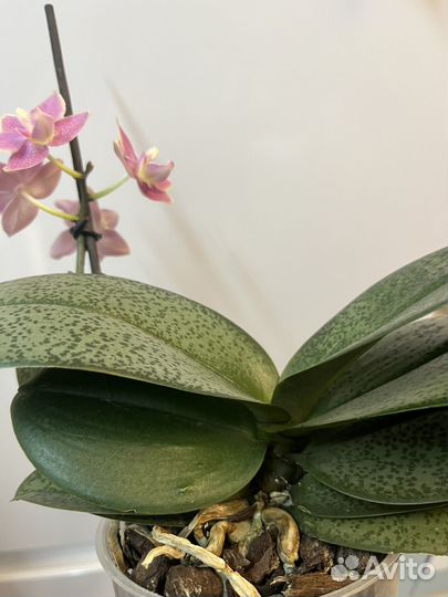 Орхидея фаленопсис